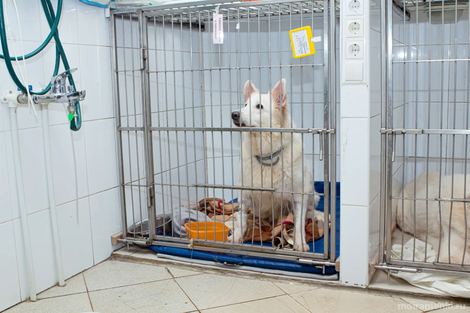 Ветеринарная клиника А.М. Вет на улице Пудовкина Изображение 13