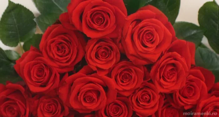 Букет из 51 розы Nina - 10500  рублей